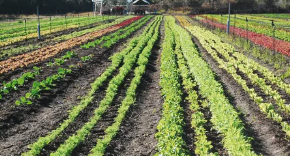 About Organic Farming